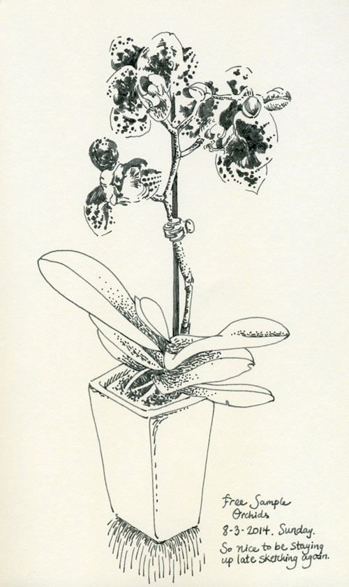 orchid ink sketch