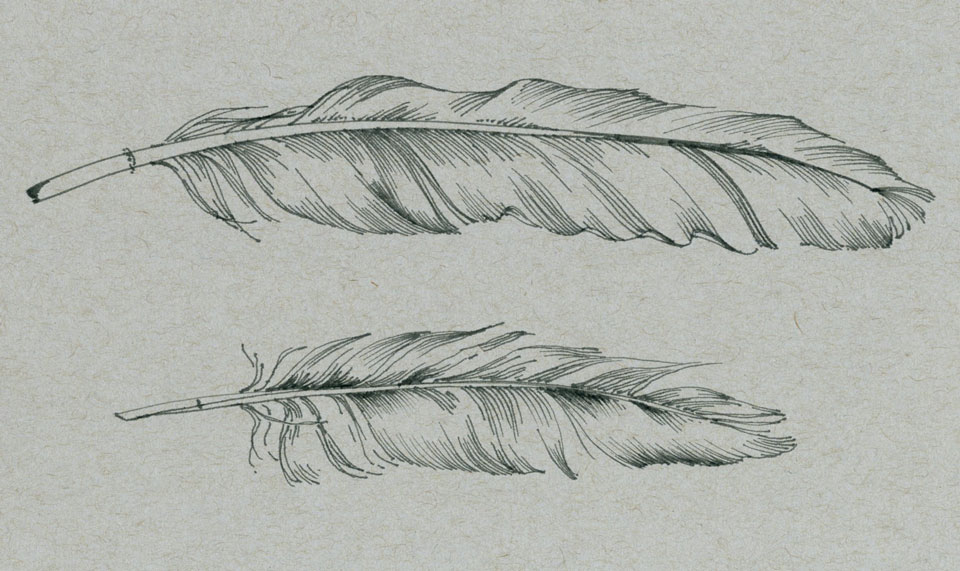 feather sketch