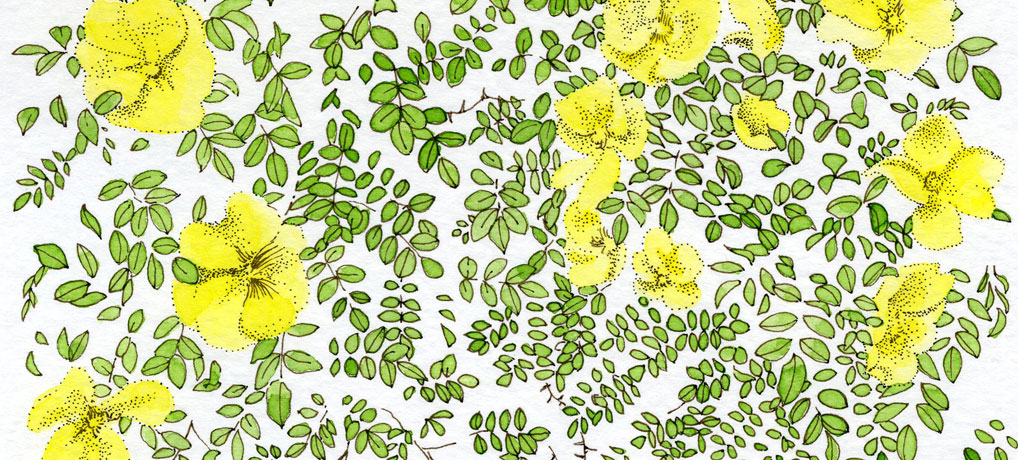 yellow-blossoms-1018x460px