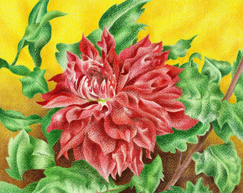 red dahlia