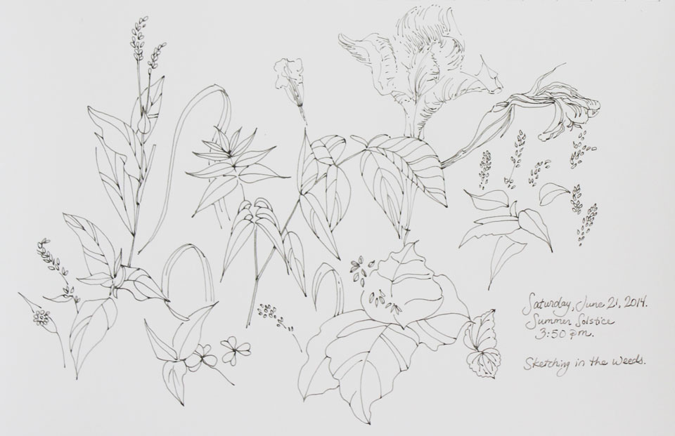 ink sketch weeds