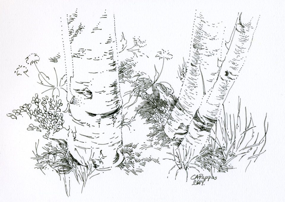 birch trees ink drawing