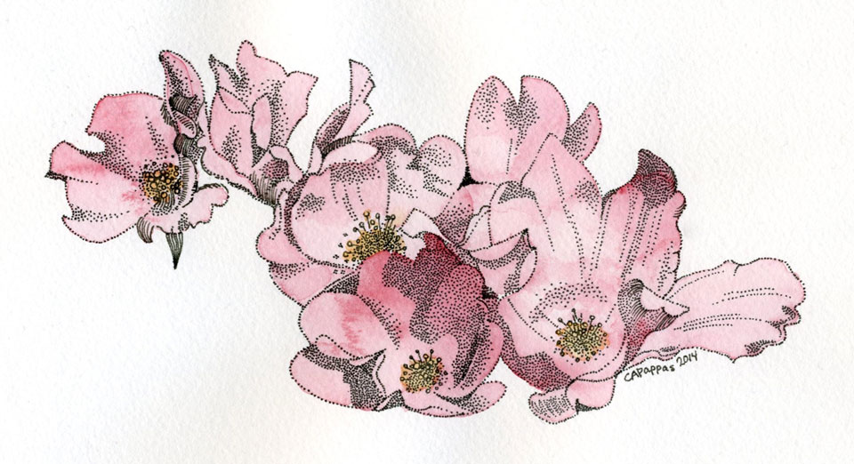 pink roses ink watercolor drawing