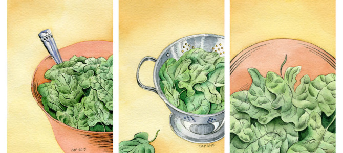 Spinach Illustrations Spinach Illustrations