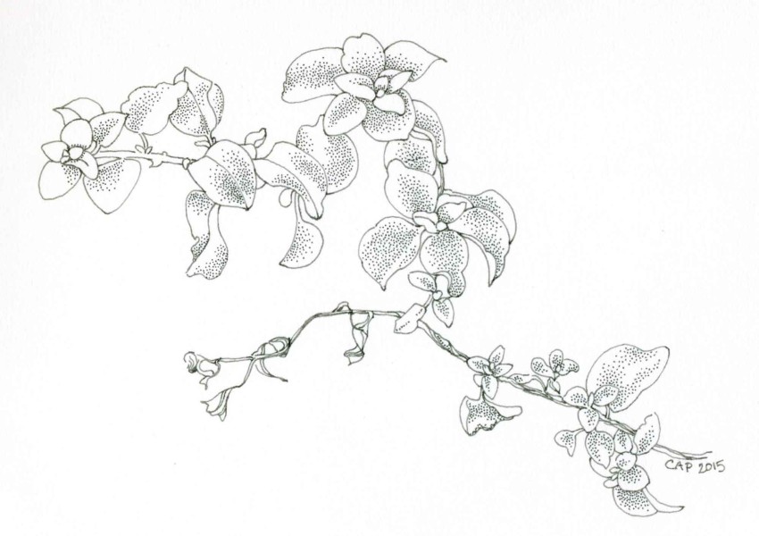 Licorice plant drawing by Carolyn A Pappas