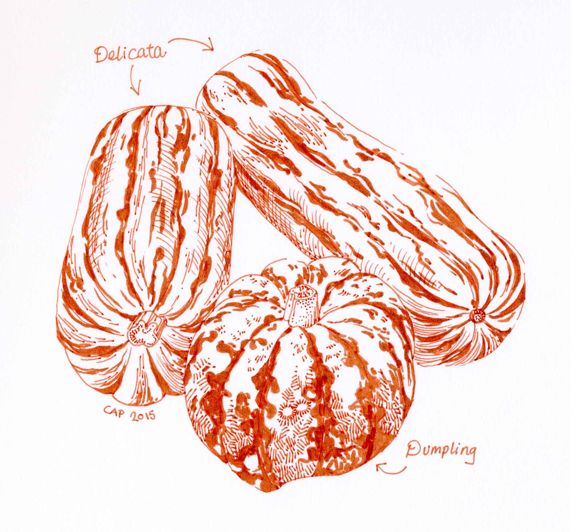 Squash Varieties drawing by Carolyn A Pappas