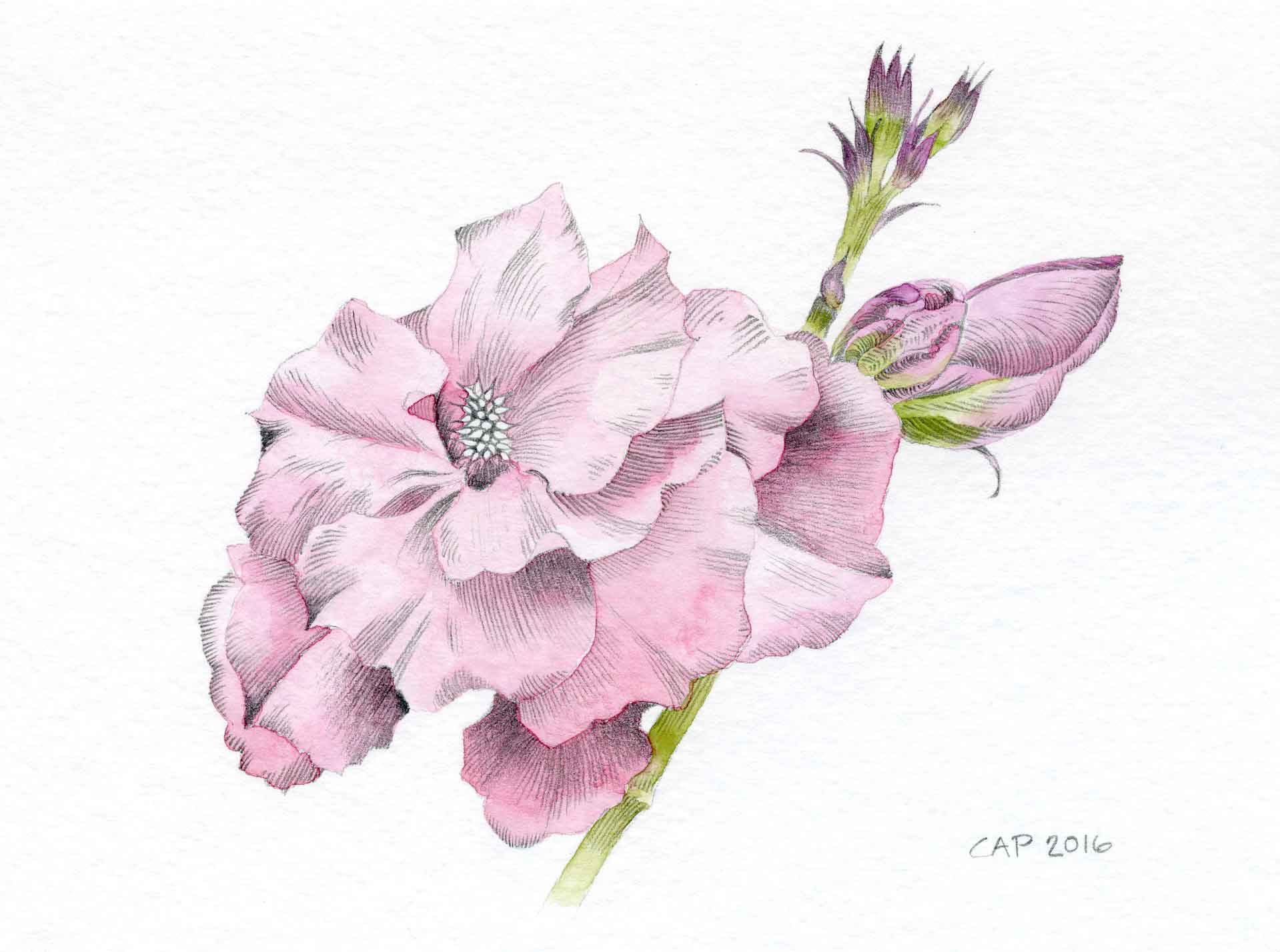 pink peony drawing