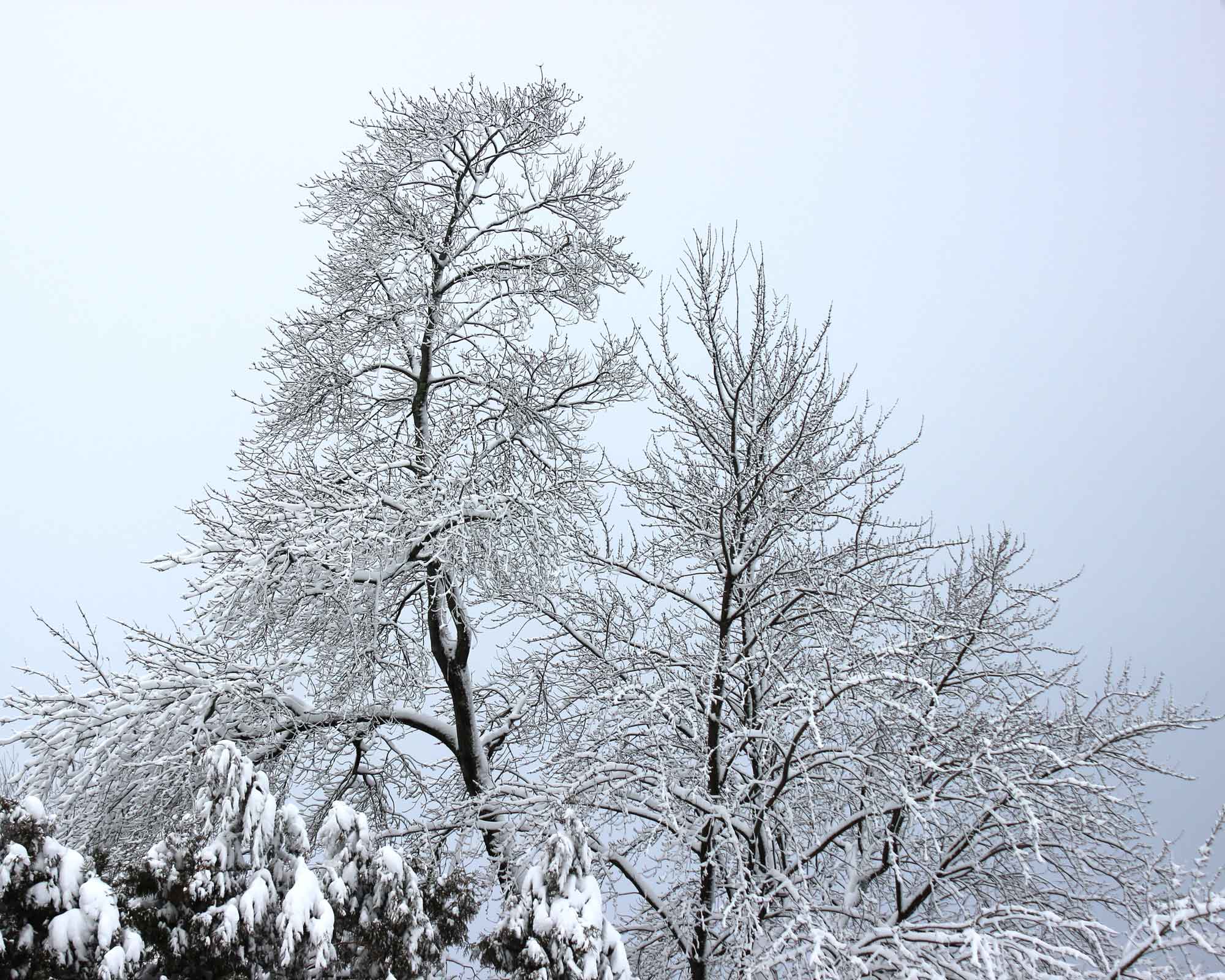 snowy trees