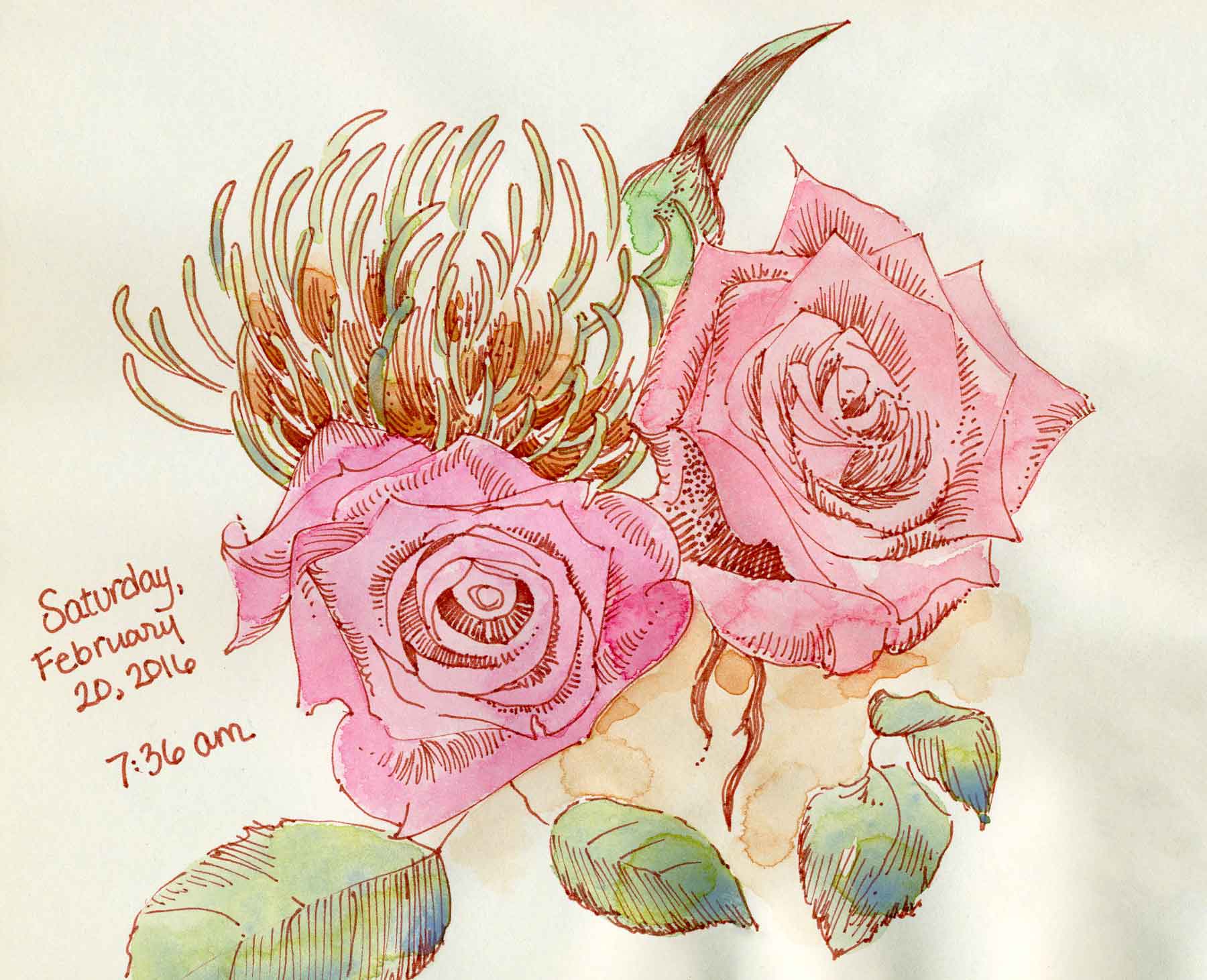 rose sketch