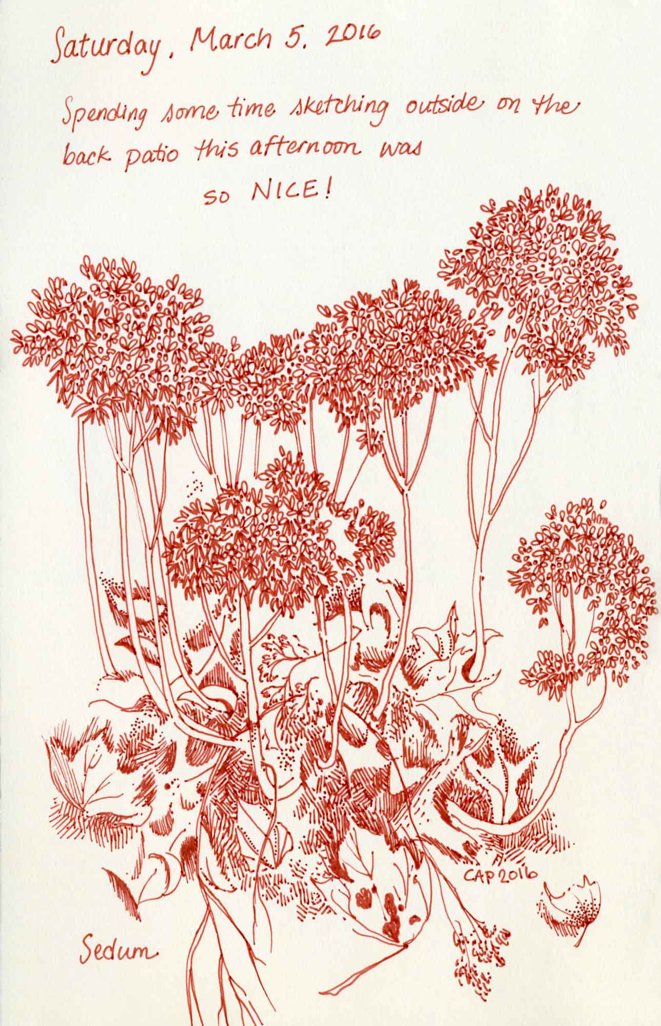sedum garden sketch