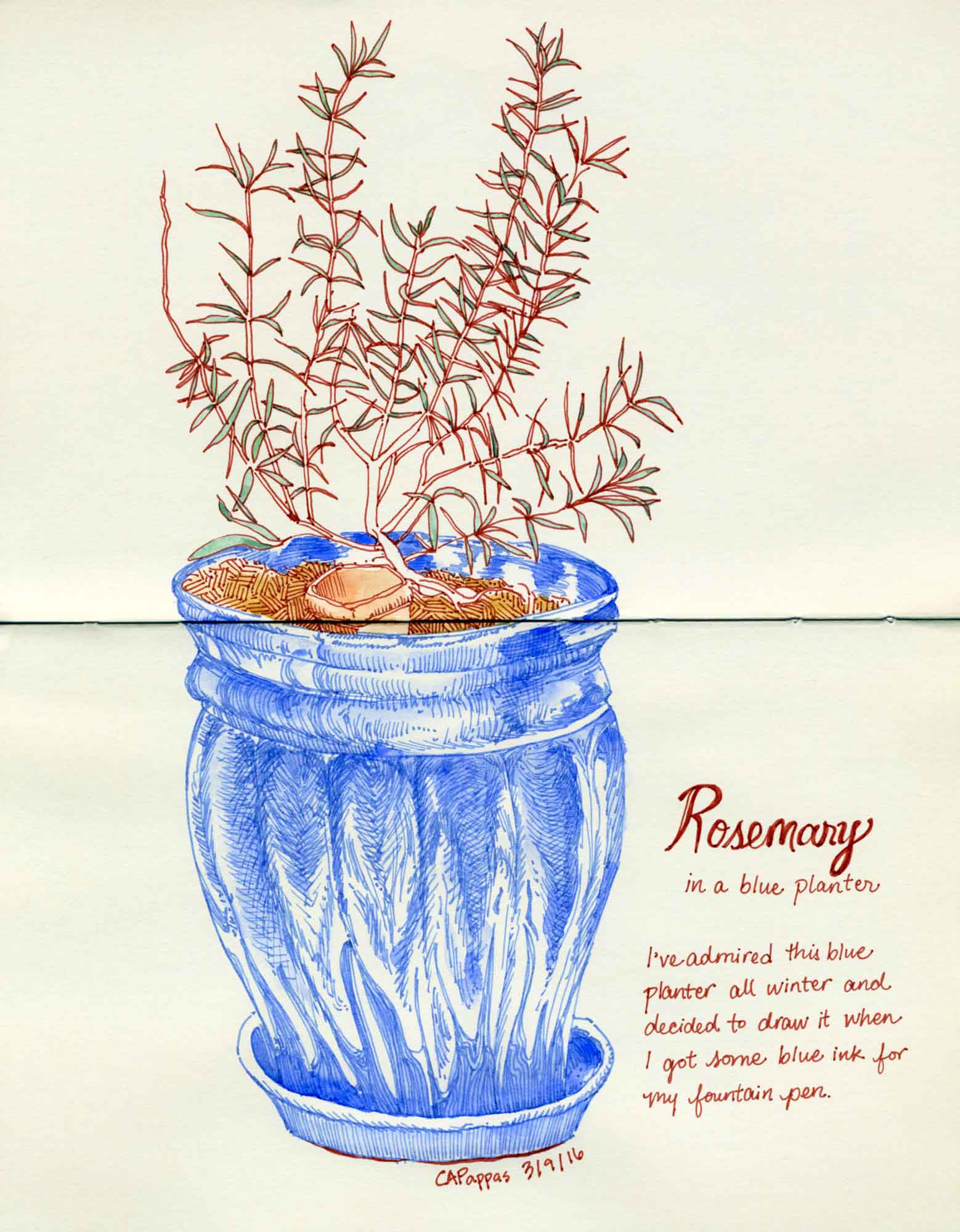 rosemary sketch