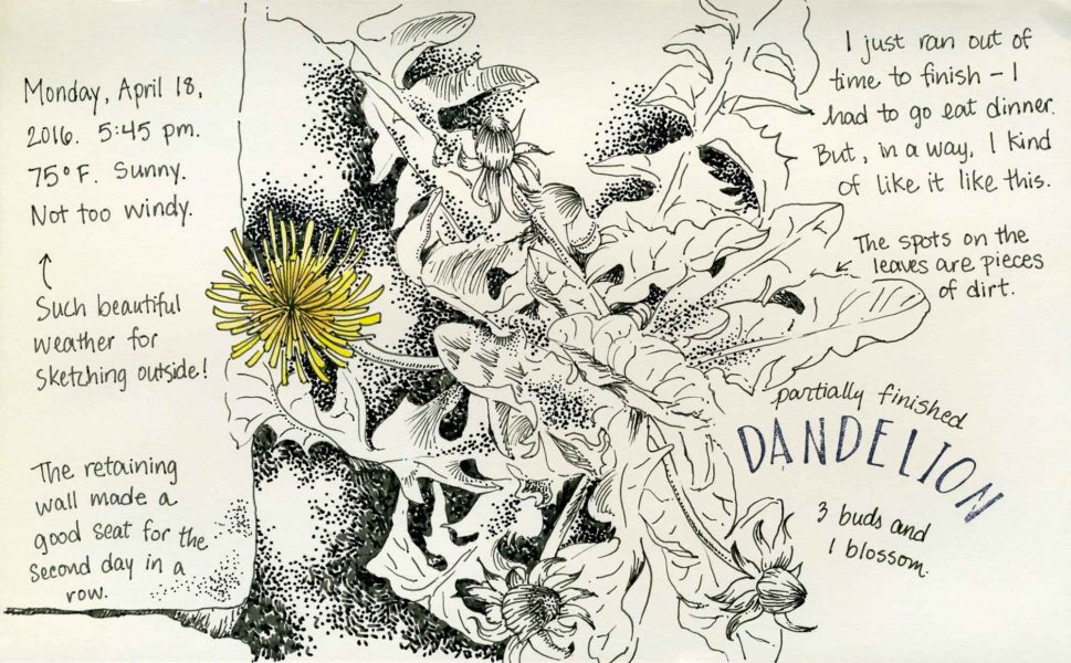dandelion sketch