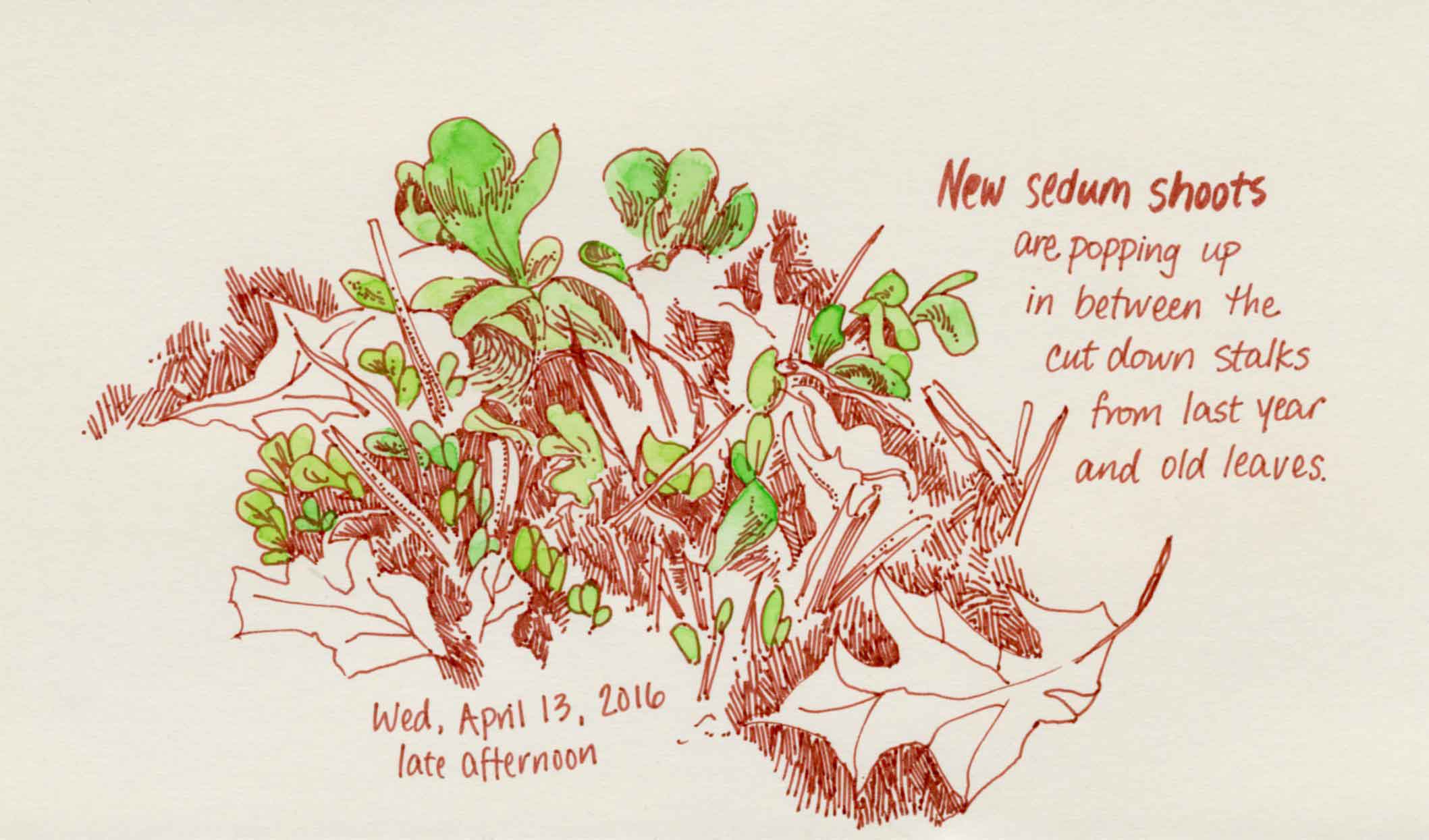 sedum garden sketch