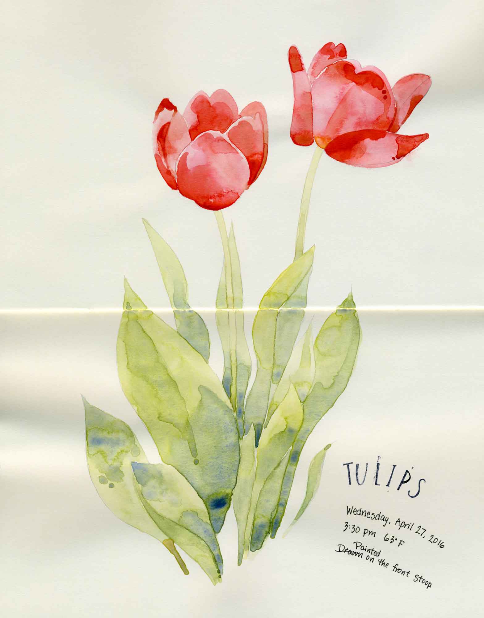 watercolor tulips sketch