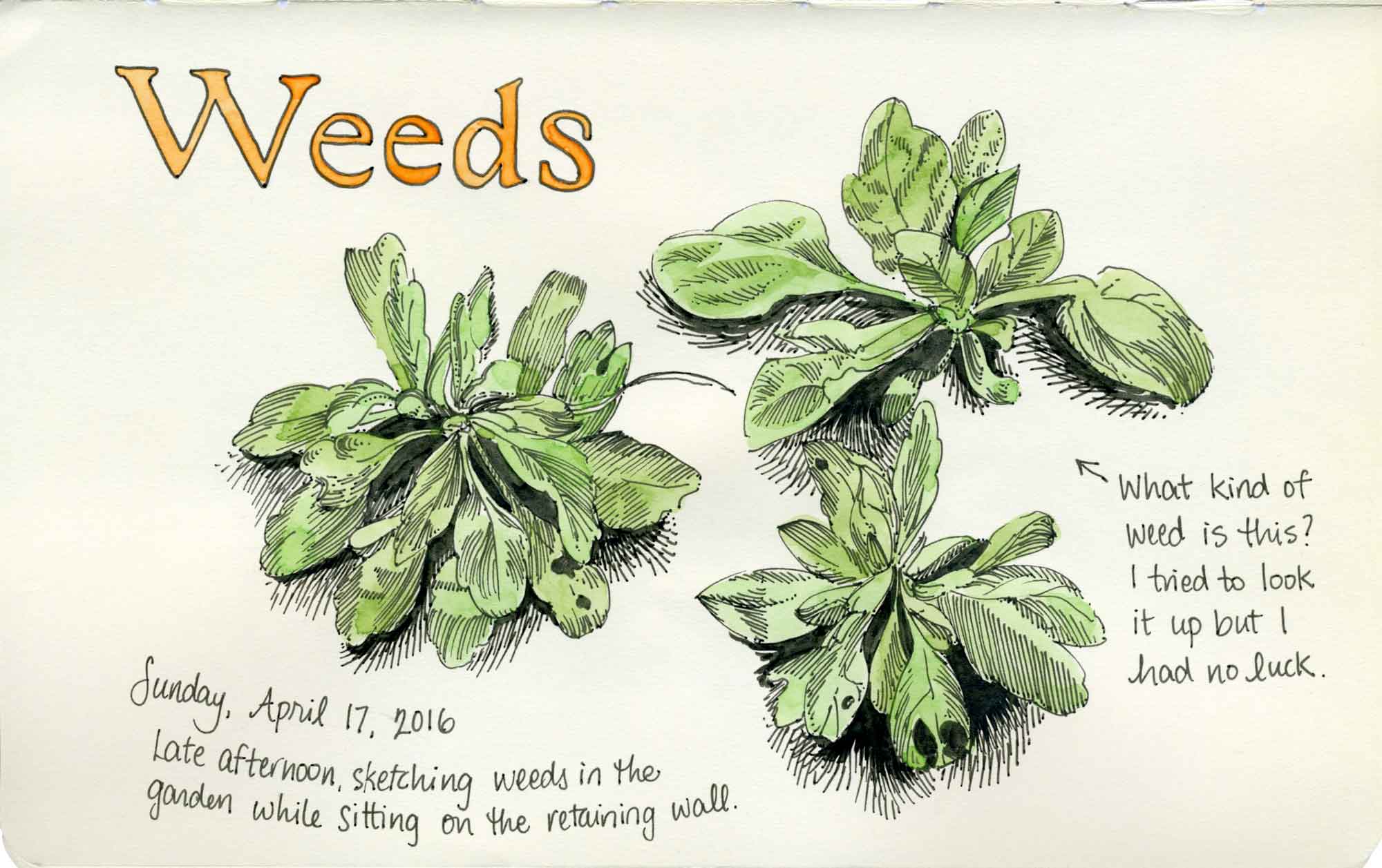 weeds sketch