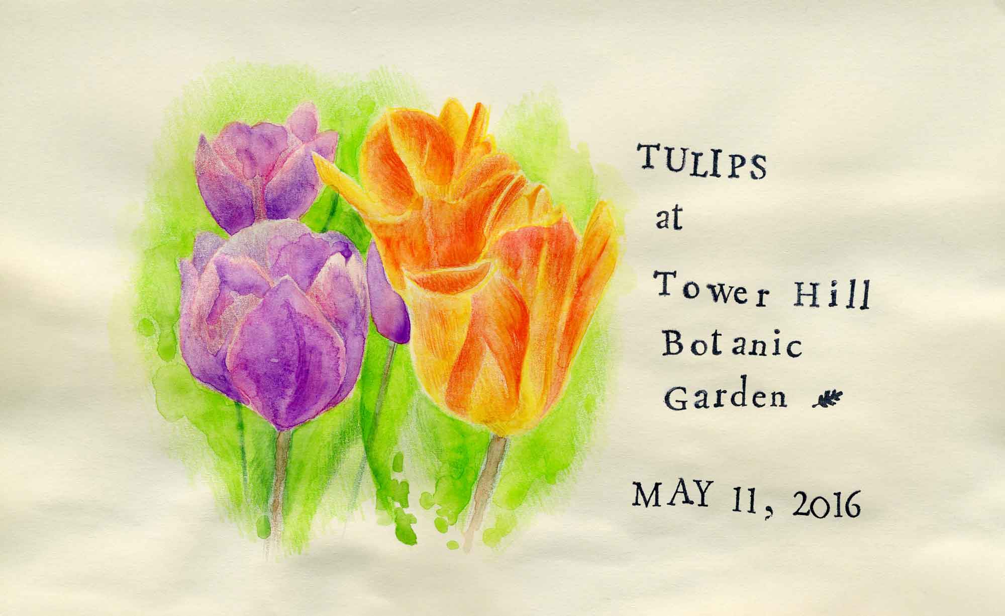 tulips sketch