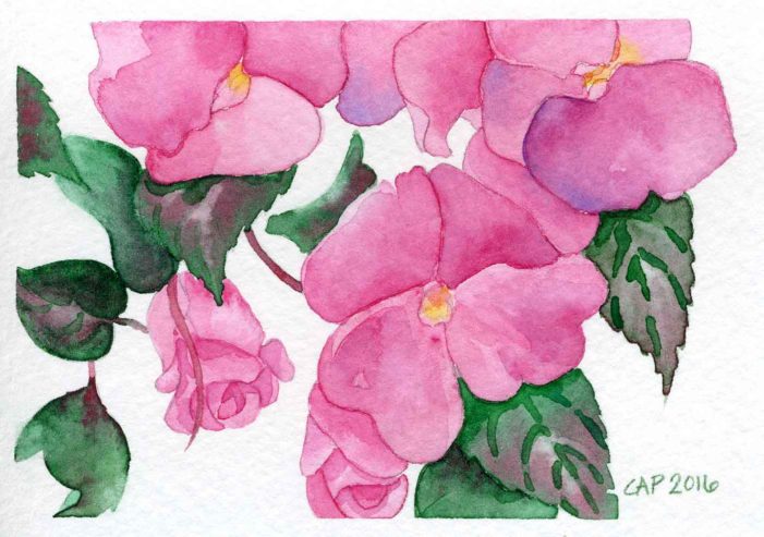 new guinea impatiens watercolor