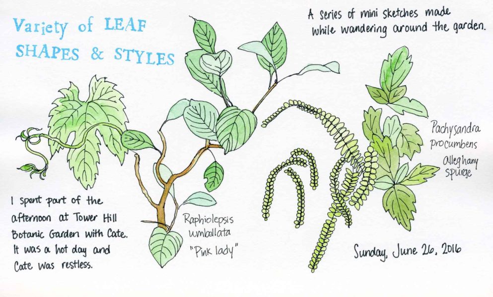 leaf shapes sketch