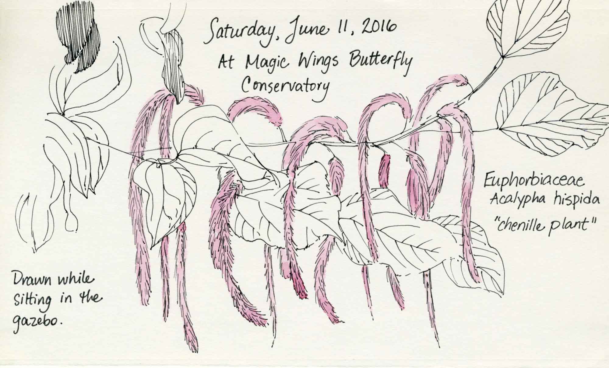 chenille plant drawing