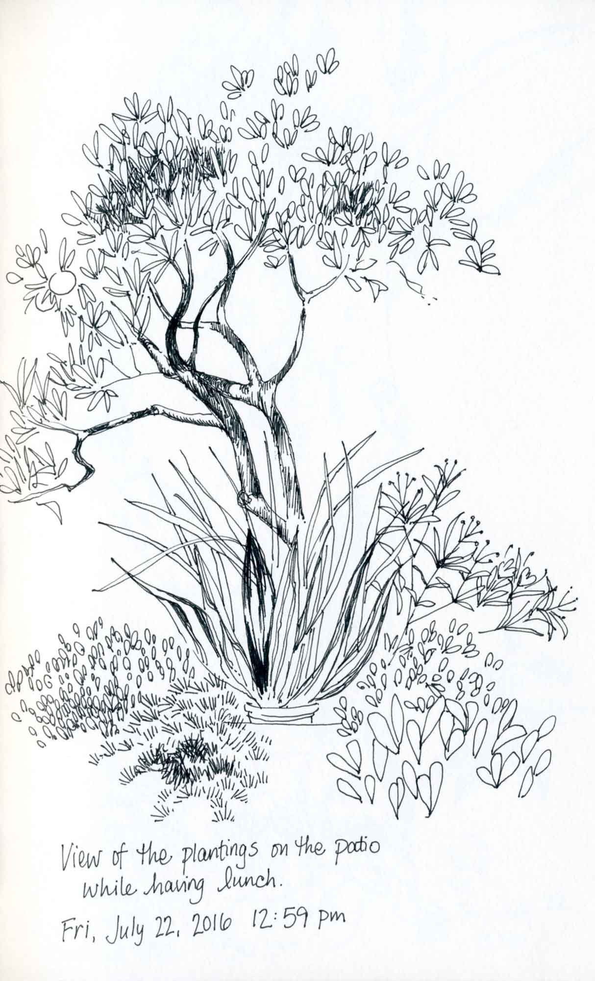 outdoor plants