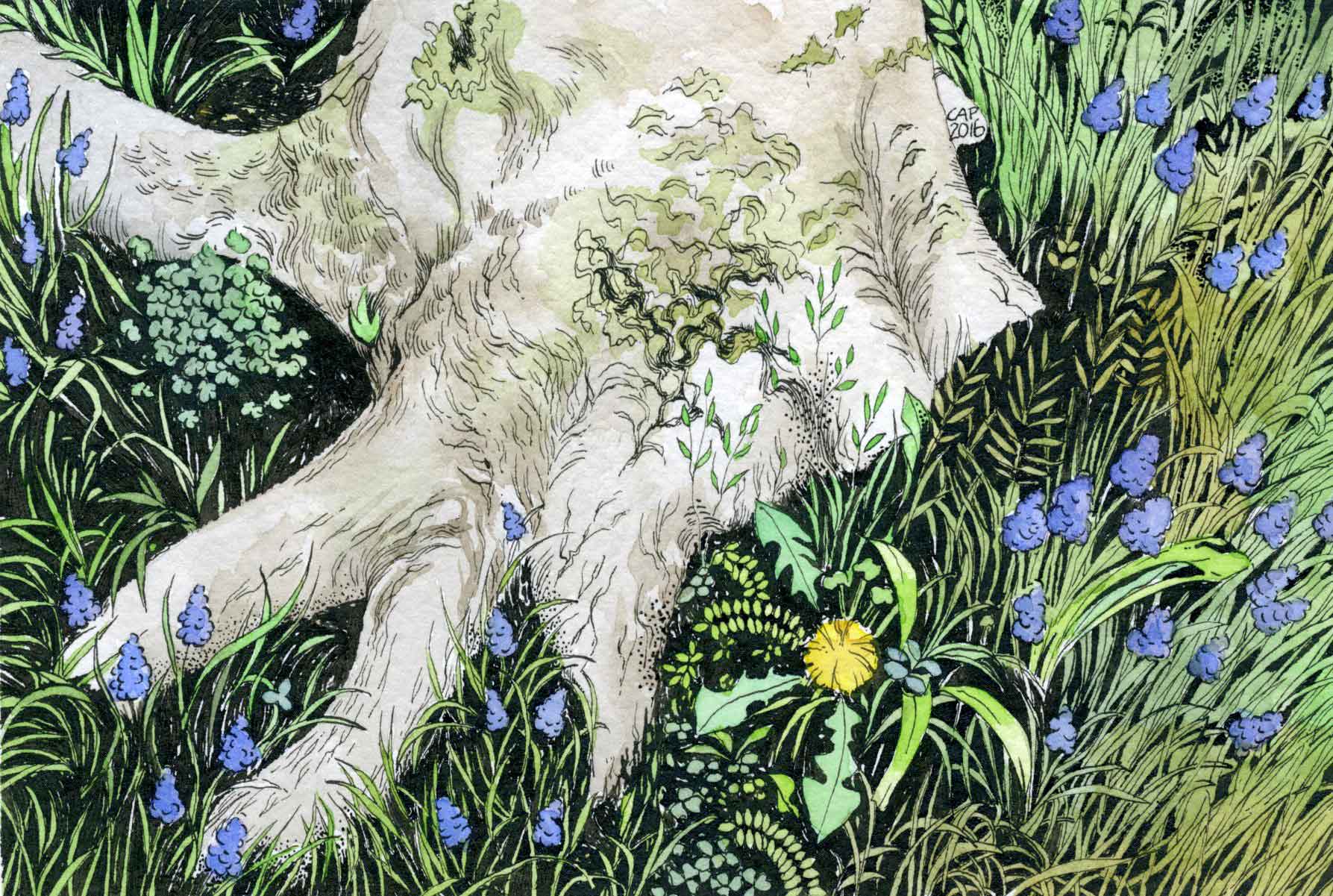 tree root drawing