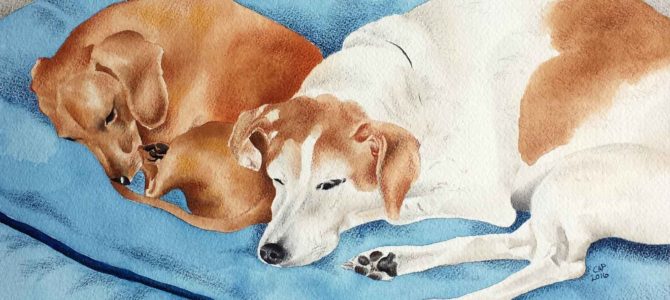 Sleeping Pups Sleeping Pups