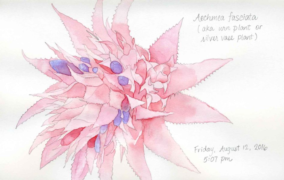 aechmea fasciata painting