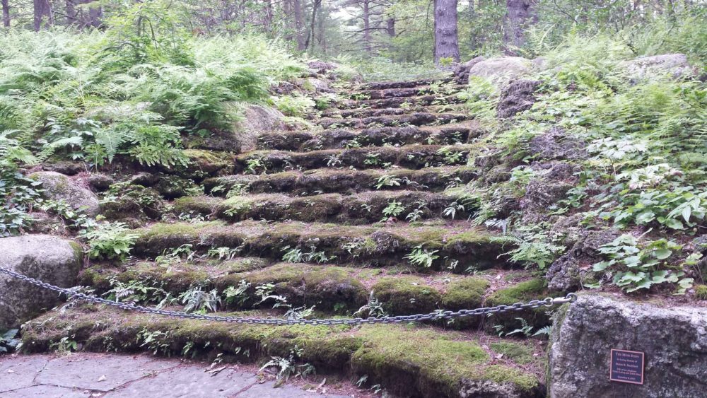 moss steps photo