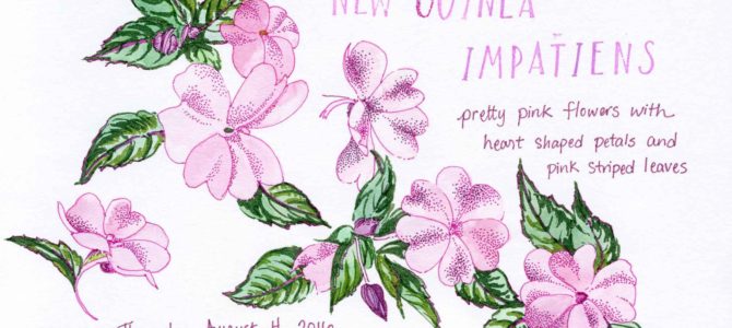 One Year Ago Today: New Guinea Impatiens One Year Ago Today: New Guinea Impatiens