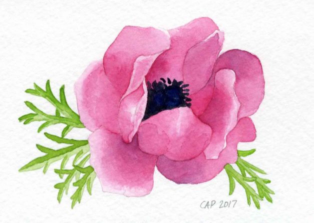 pink poppy watercolor