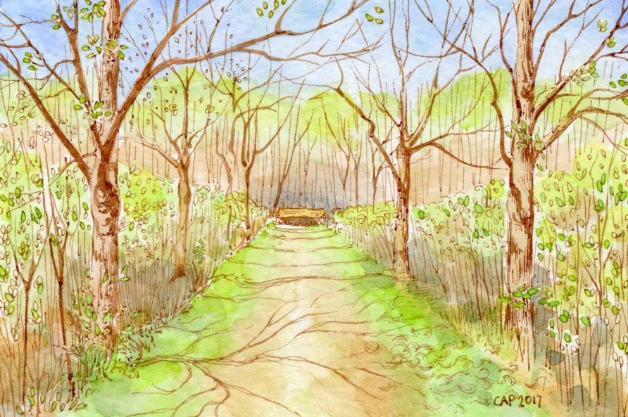 tree lined path drawing