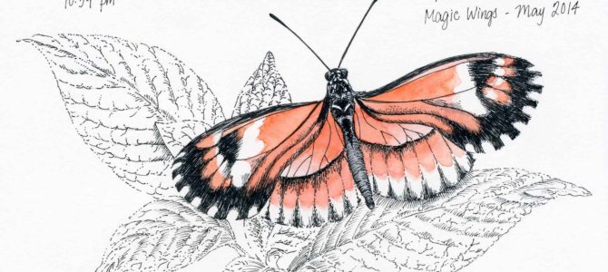 Butterflies! Butterflies!