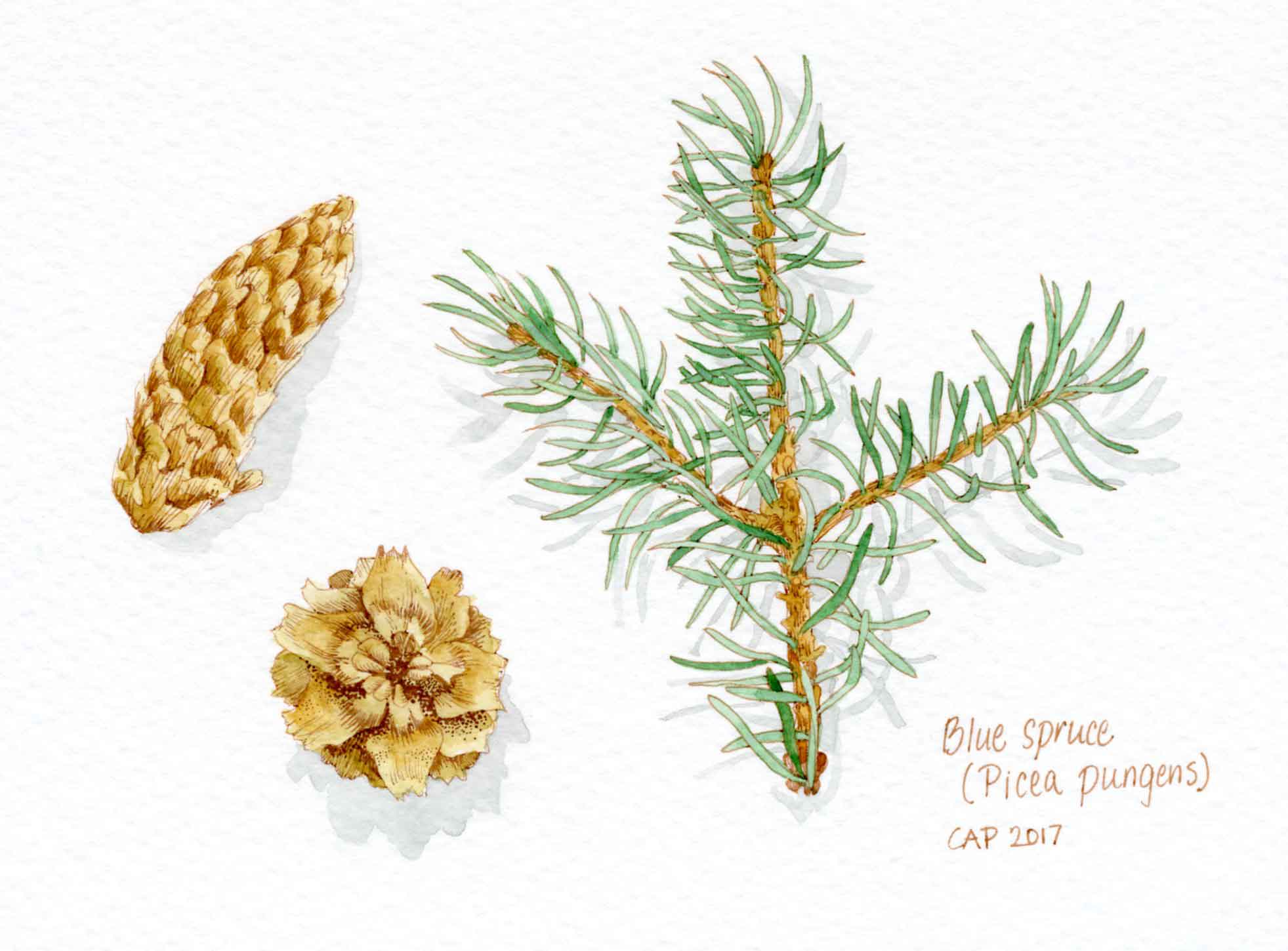 blue spruce drawing