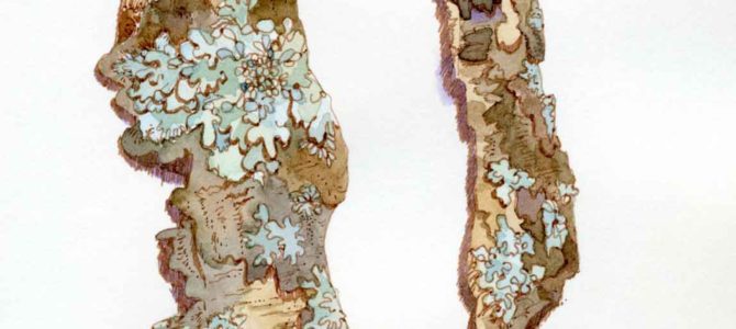 Small Scale Specimens Drawn from Life Small Scale Specimens Drawn from Life