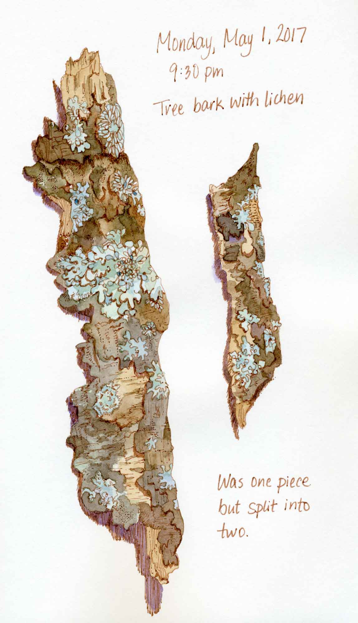tree bark lichen sketch