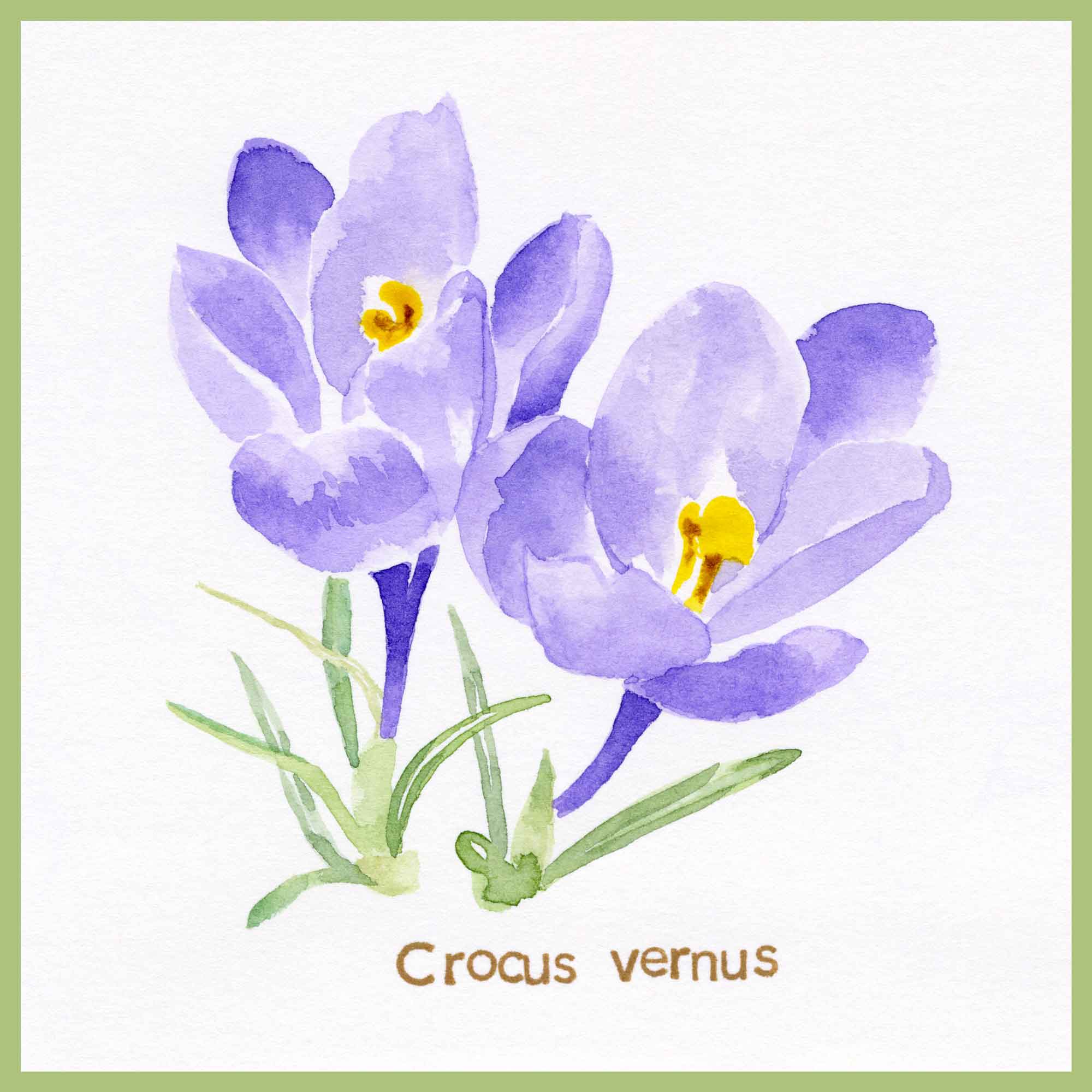 crocus watercolor sketch