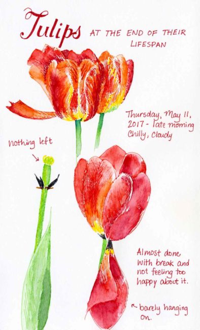 tulips sketch