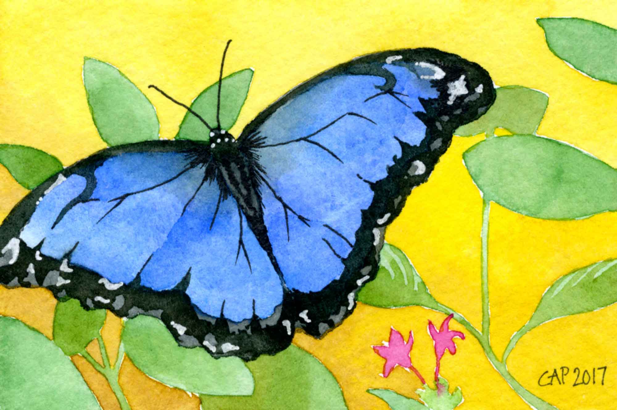 blue morpho butterfly