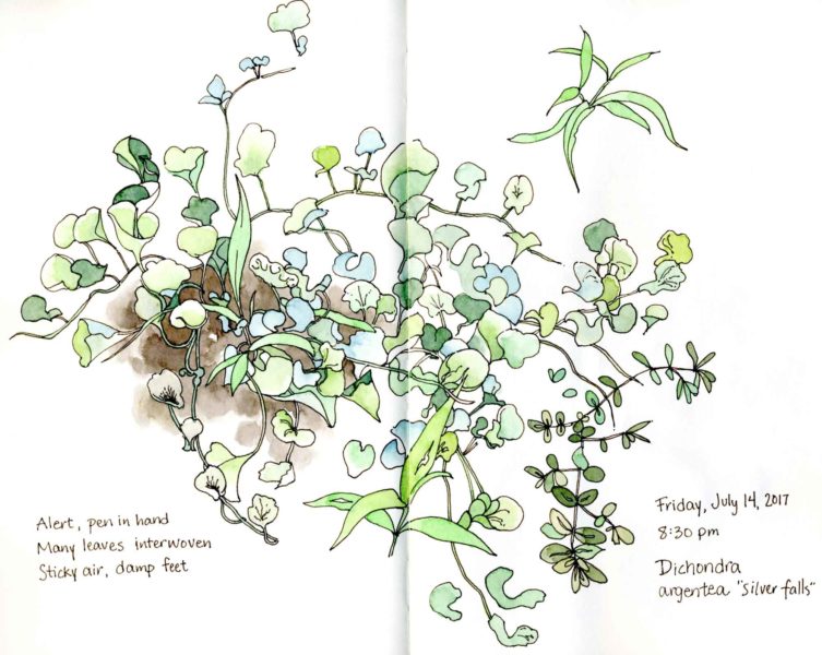 dichondra argentea garden sketch