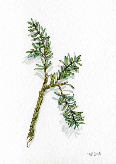 pine needles drawing