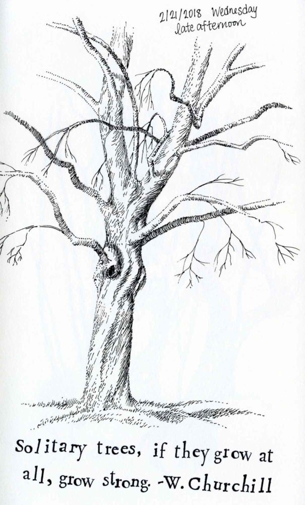 pen and ink tree sketch drawing