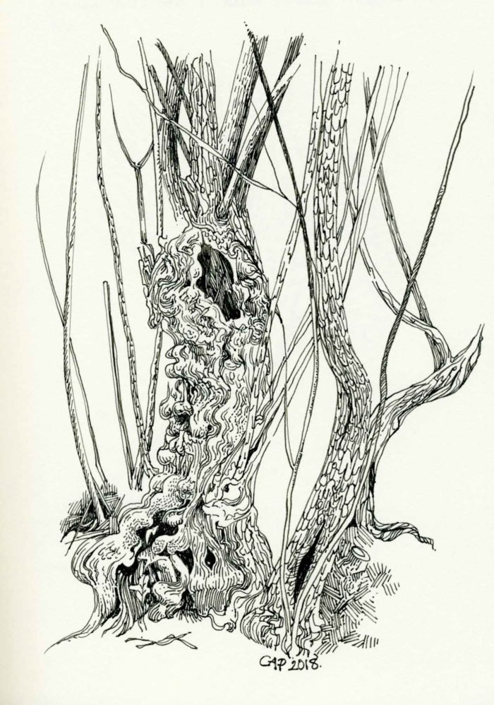 gnarly tree ink drawing