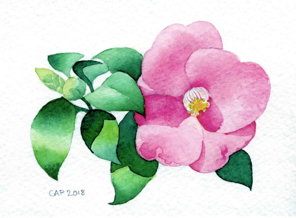 camellia watercolor painting
