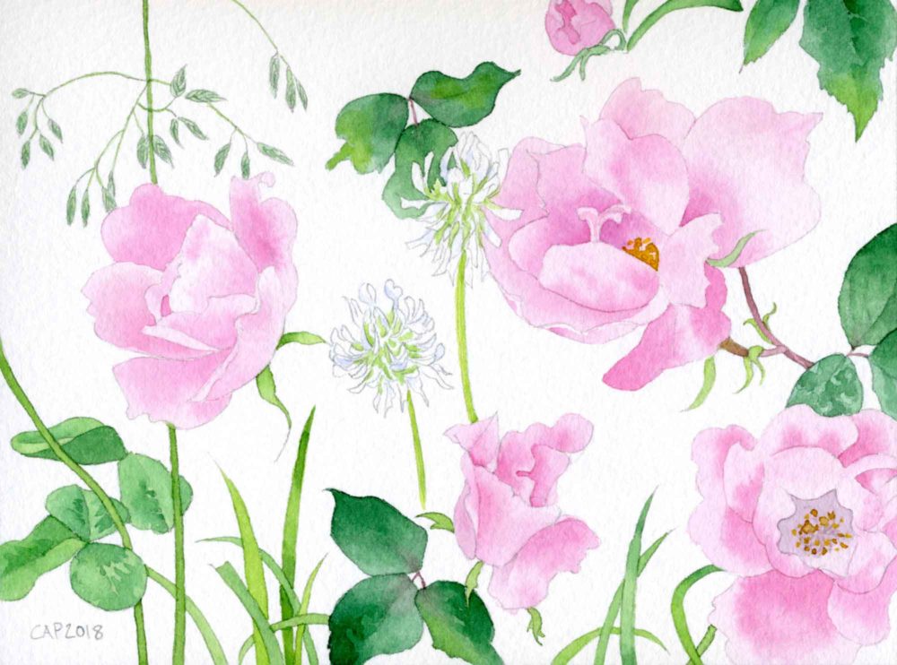 pink roses watercolor