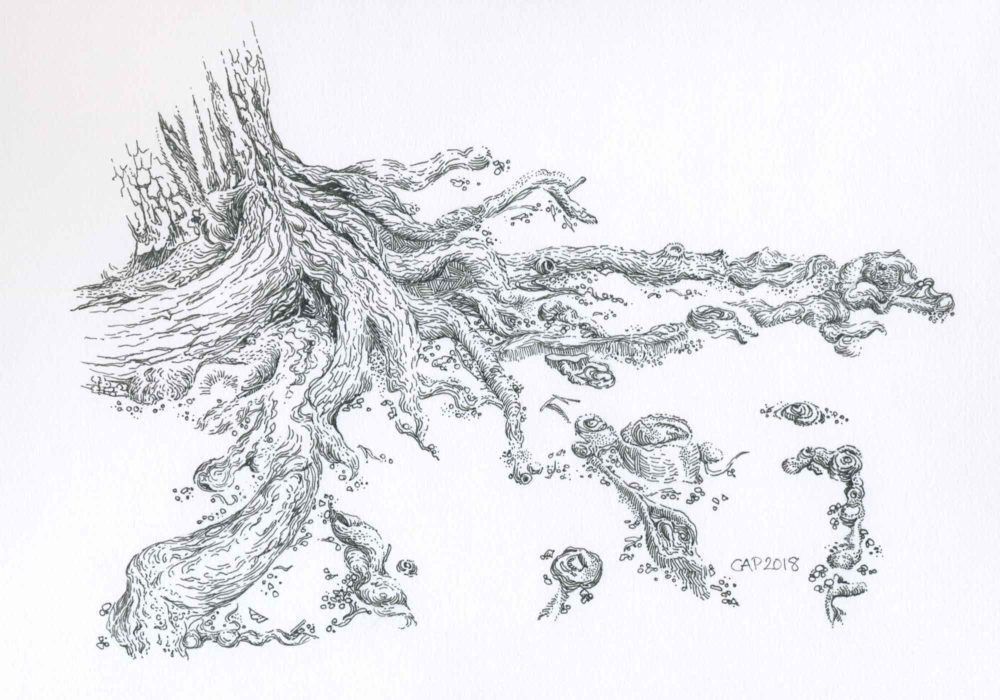 pen and ink tree roots