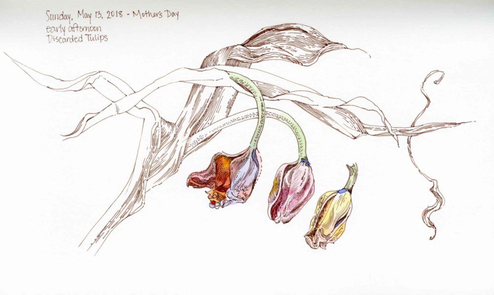 Tulip Pen Sketch, Original Drawing, Pen and Ink, Tulip Drawing, Tulip  Flower, Flower Drawings 