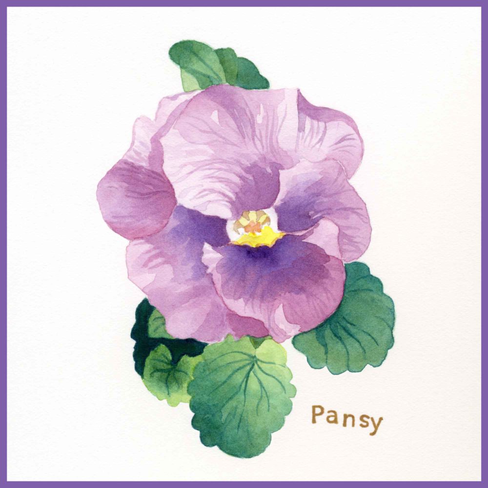 pansy watercolor