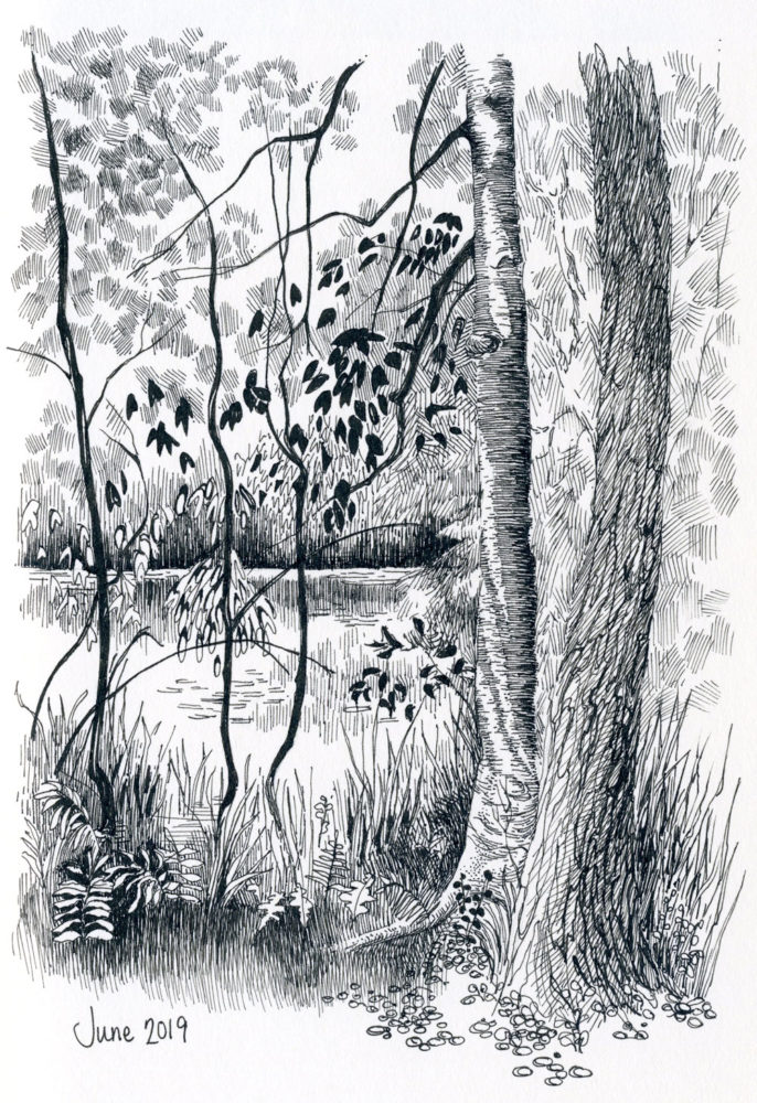 pen and ink landscape pond trees