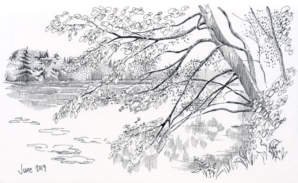 pen and ink landscape lake pond tree