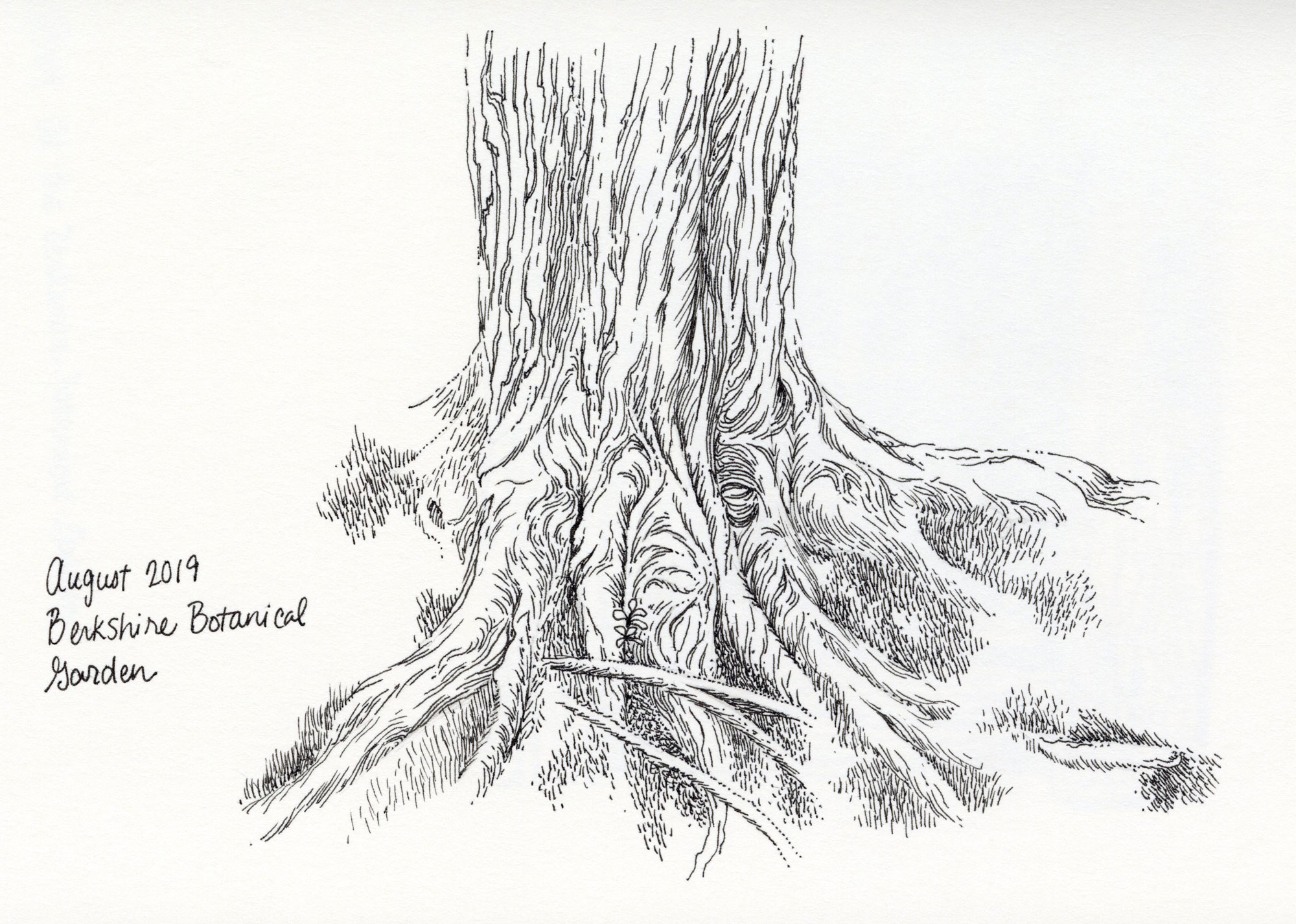 A pen and ink drawing of tree roots.